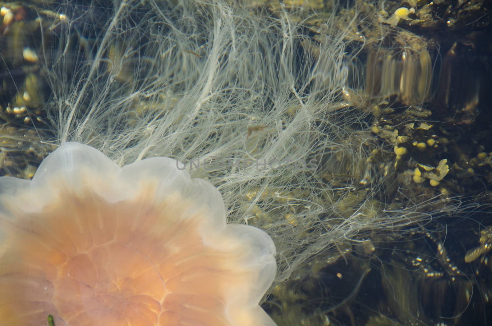 Lion's mane jellyfish by Arrxxx