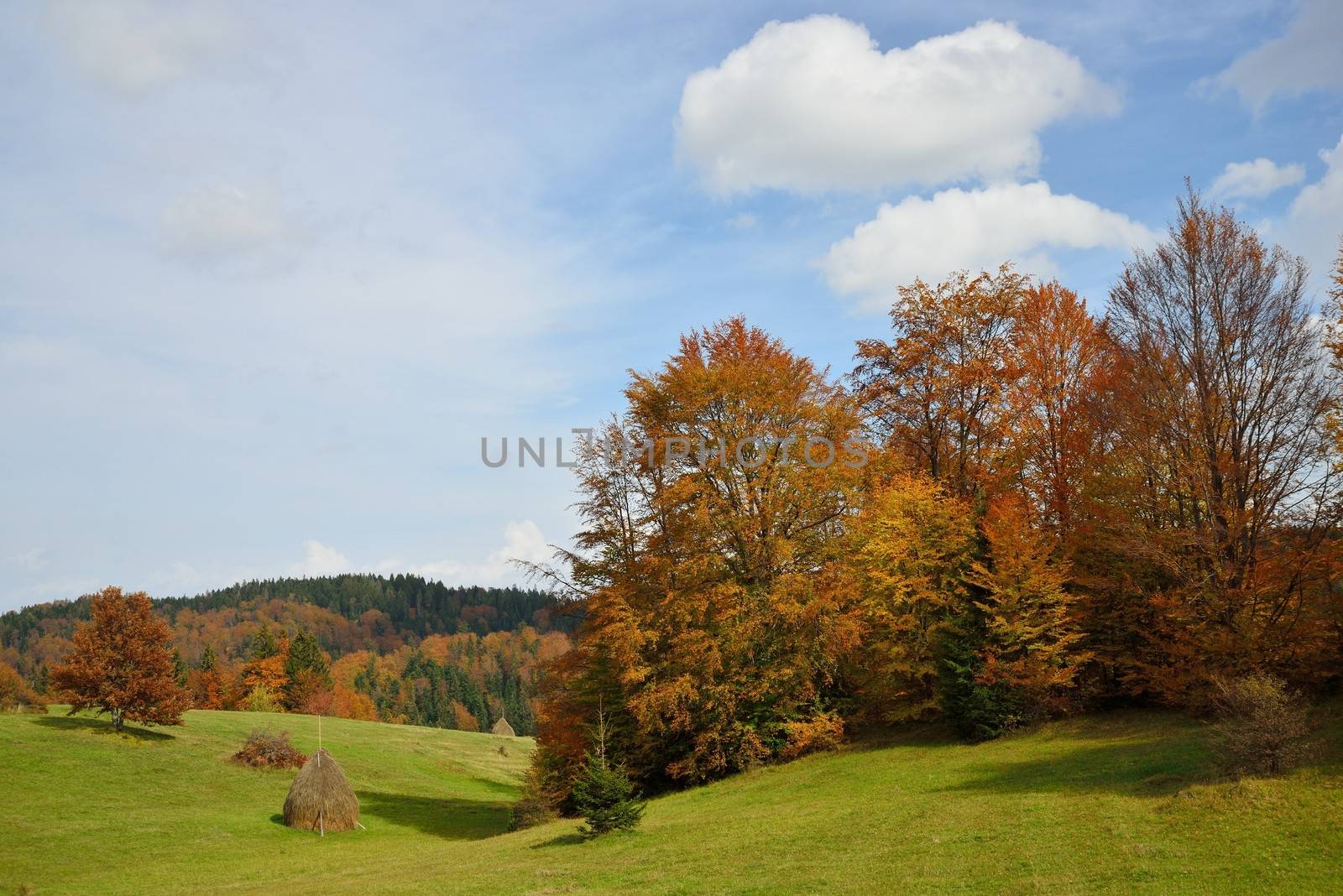 Autumn Mountain Landscape with Green Field and Colorful Forest