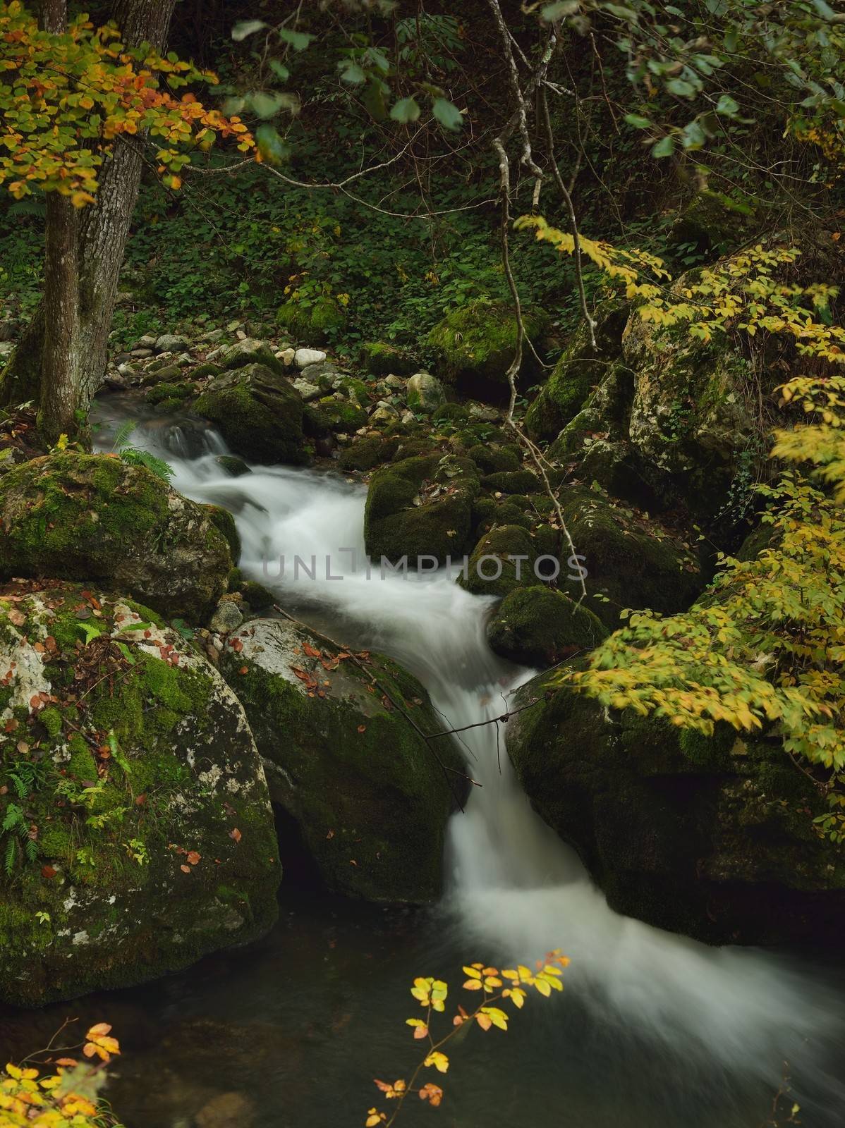 Autumn Landscape  with Mountain River in Colorful Forest