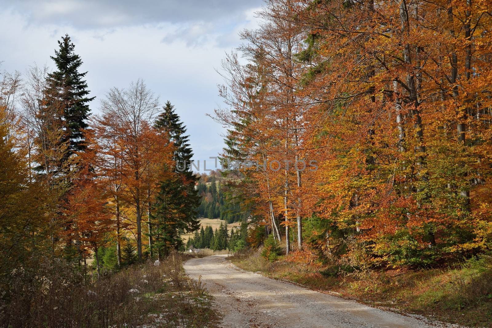 Road in Colorful Forest by zagart36