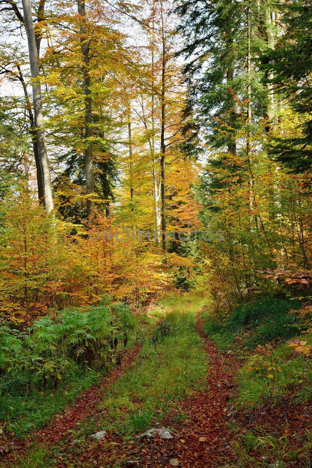 Autumn Colorful Trees in Mountain Forest with Small Path