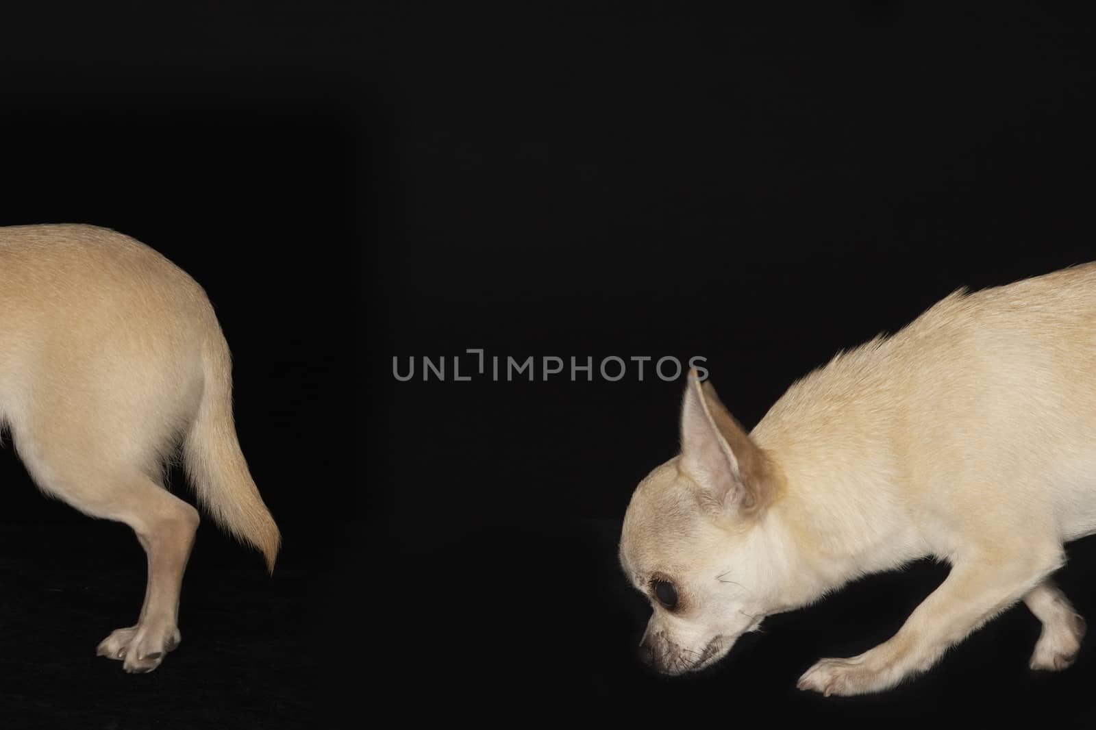 Chihuahua following another dog over black background by moodboard