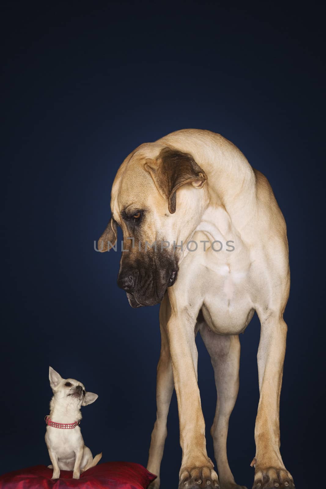 Chihuahua sitting on red pillow with Great Dane standing alongside against black background by moodboard