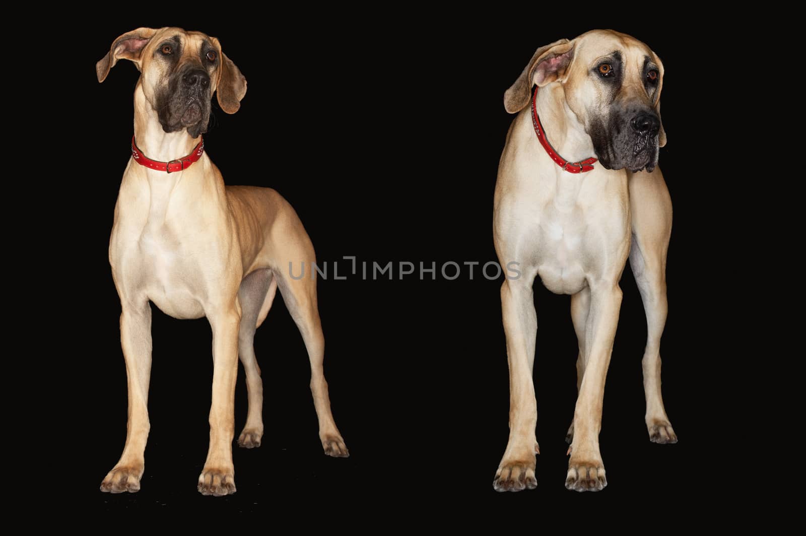 Two Great Danes standing side by side over black background by moodboard
