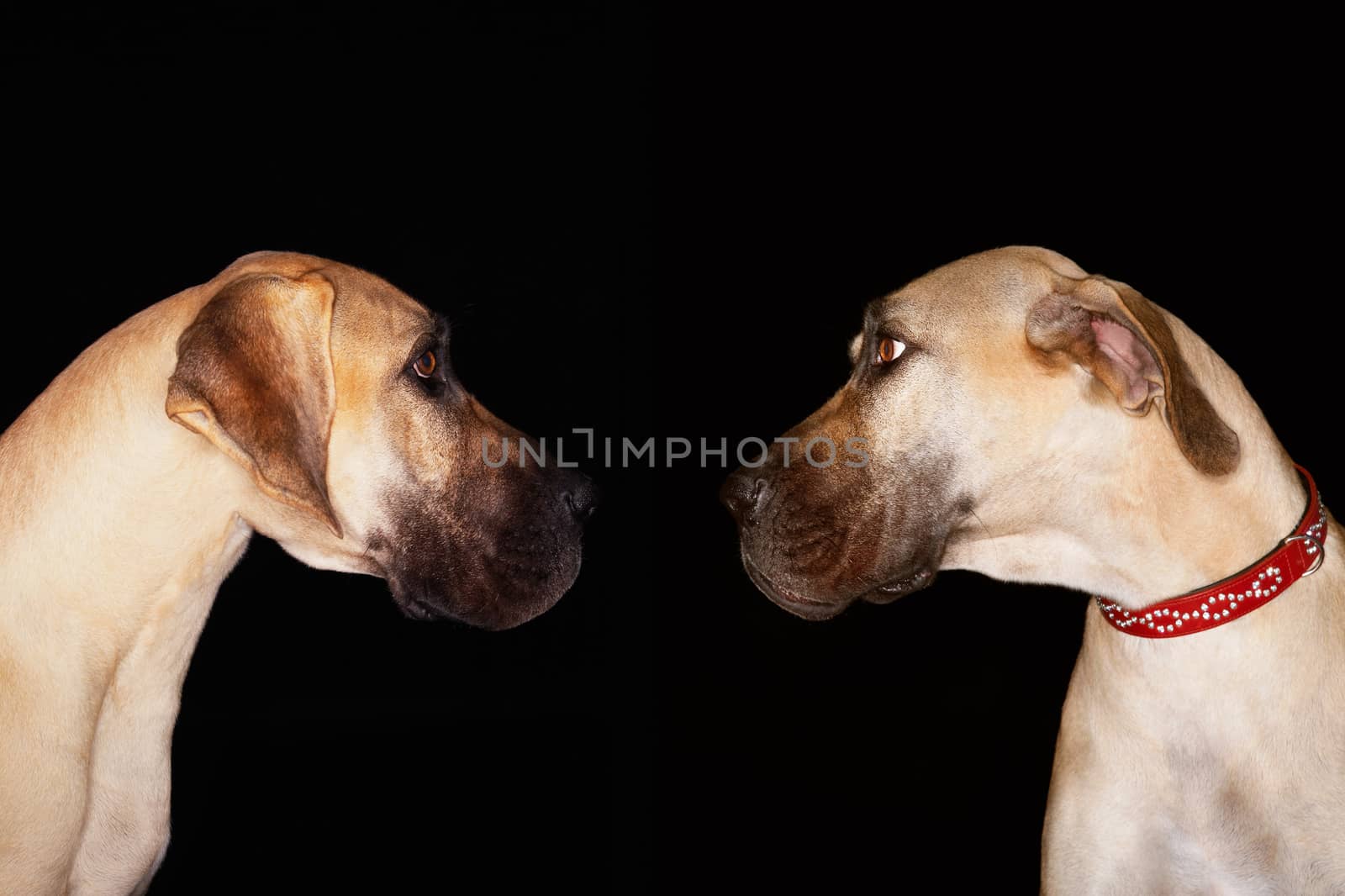 Two Great Danes looking at each over black background by moodboard