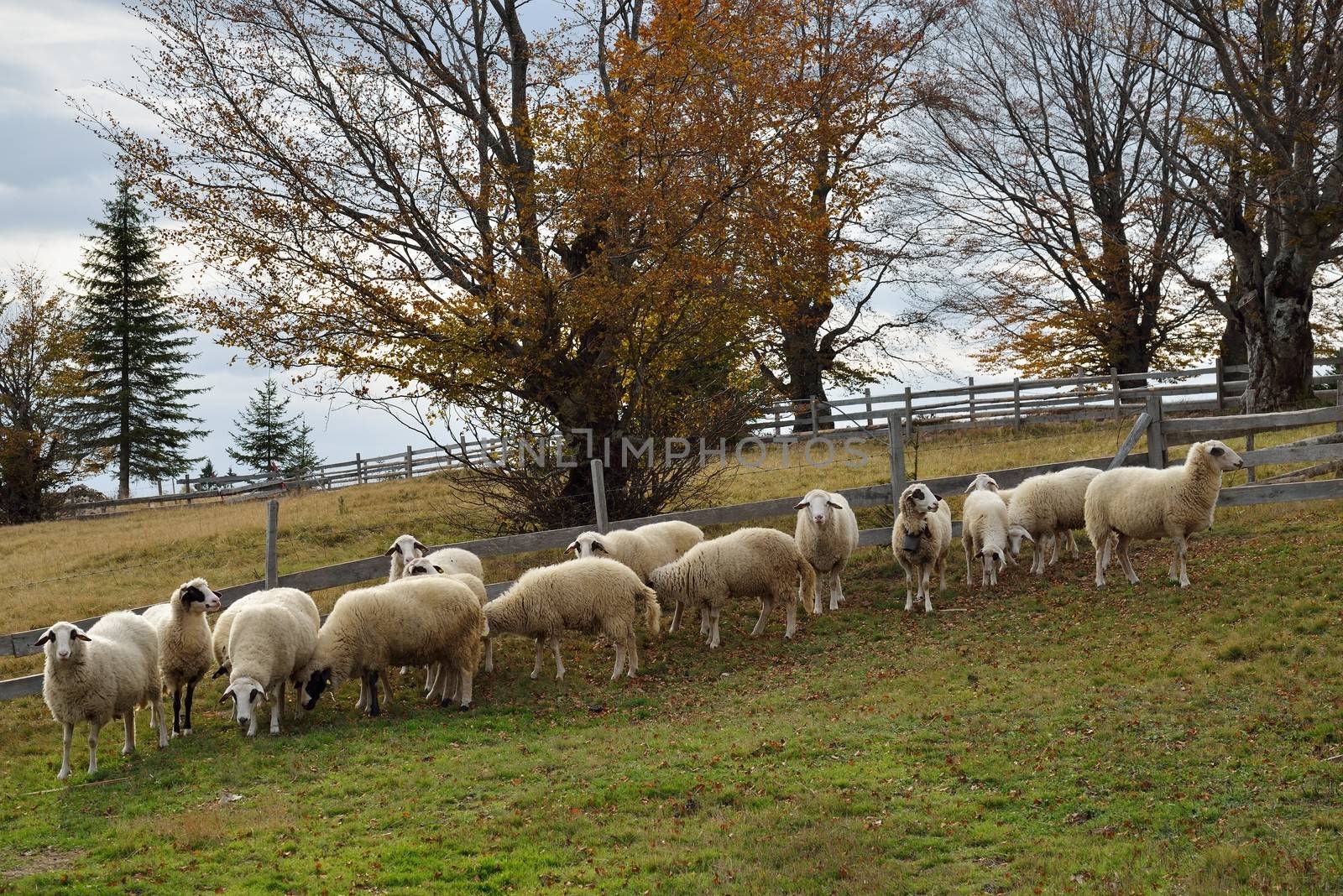 Group of Sheep on a Pasture in Mountain