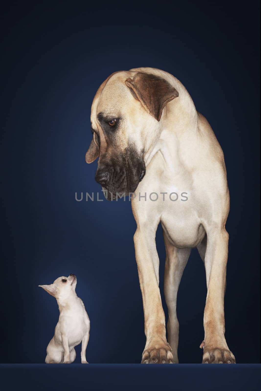 Chihuahua with Great Dane standing alongside against blue background by moodboard