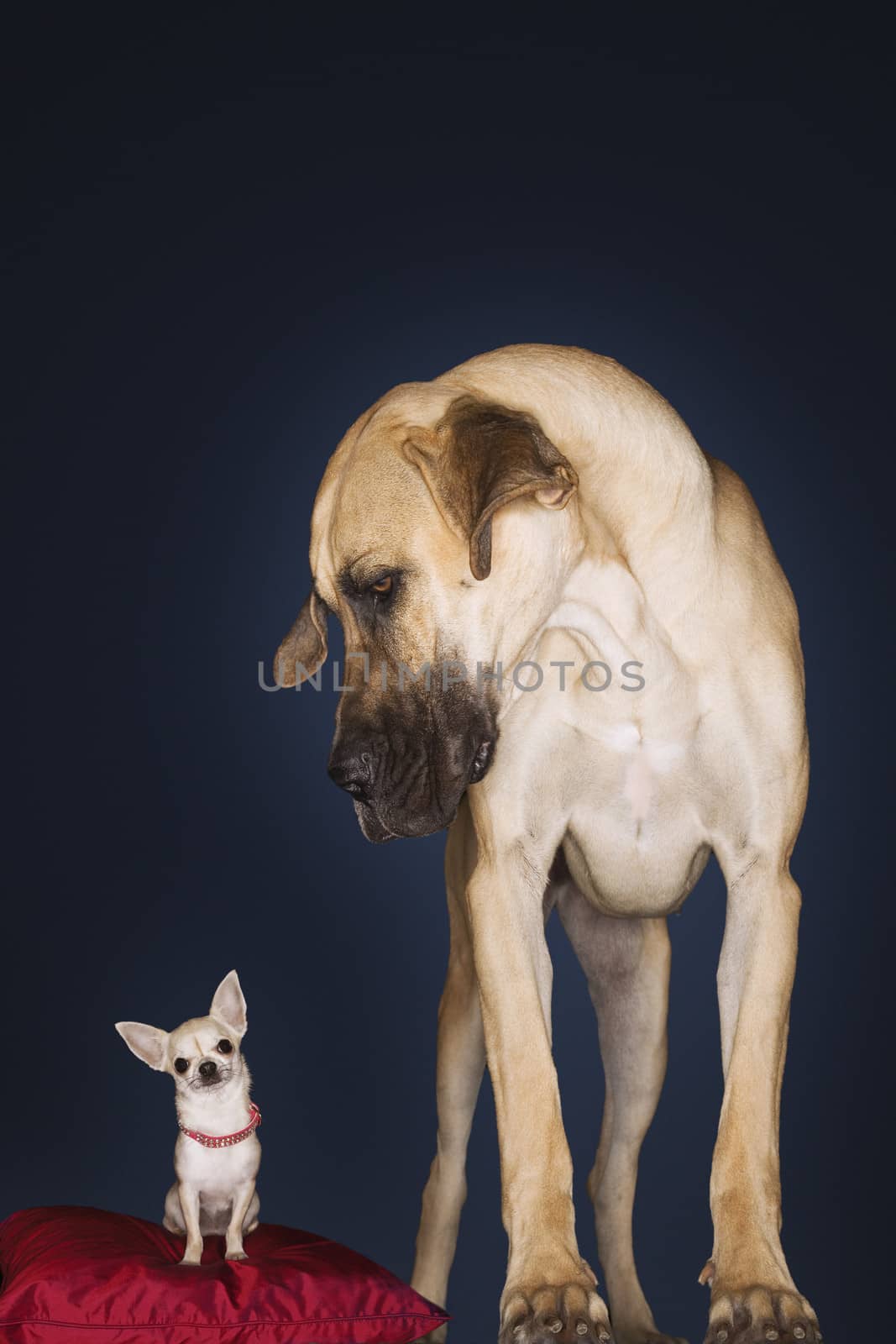 Chihuahua sitting on red pillow with Great Dane standing alongside against black background by moodboard