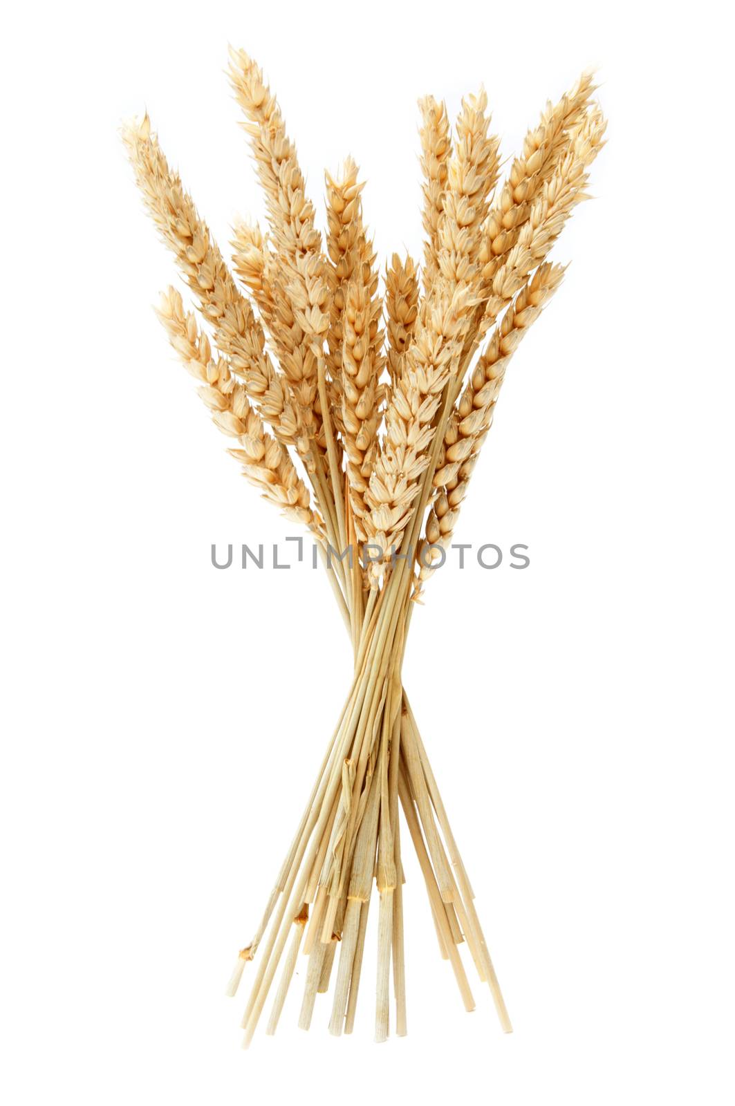 Wheat bundle over a white background