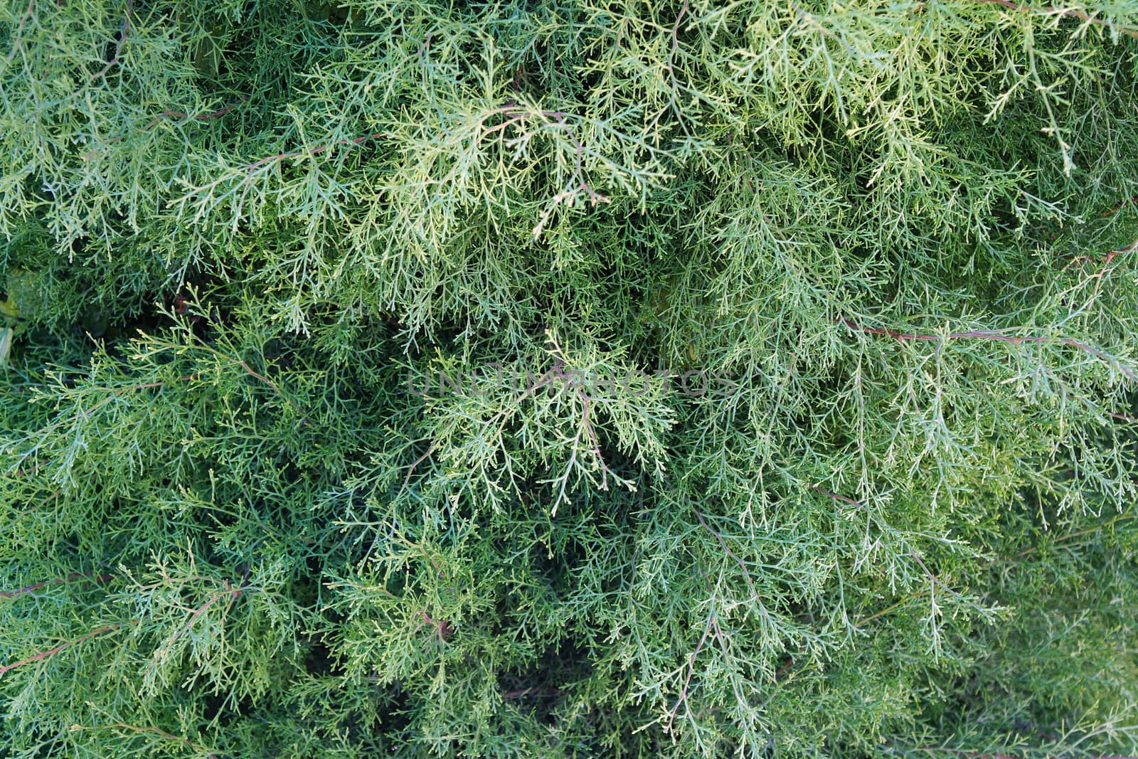 The branches of the cypress as a background                               
