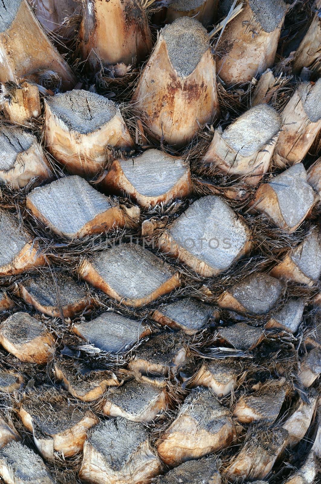 Palm tree trunk texture                               
