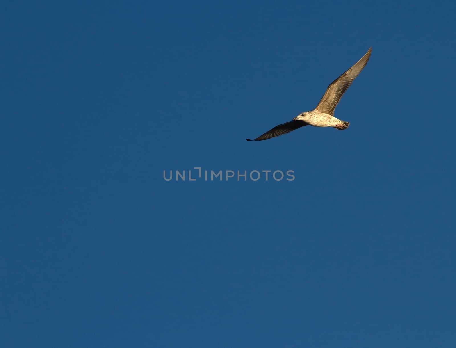 Seagull flying in deep blue sky