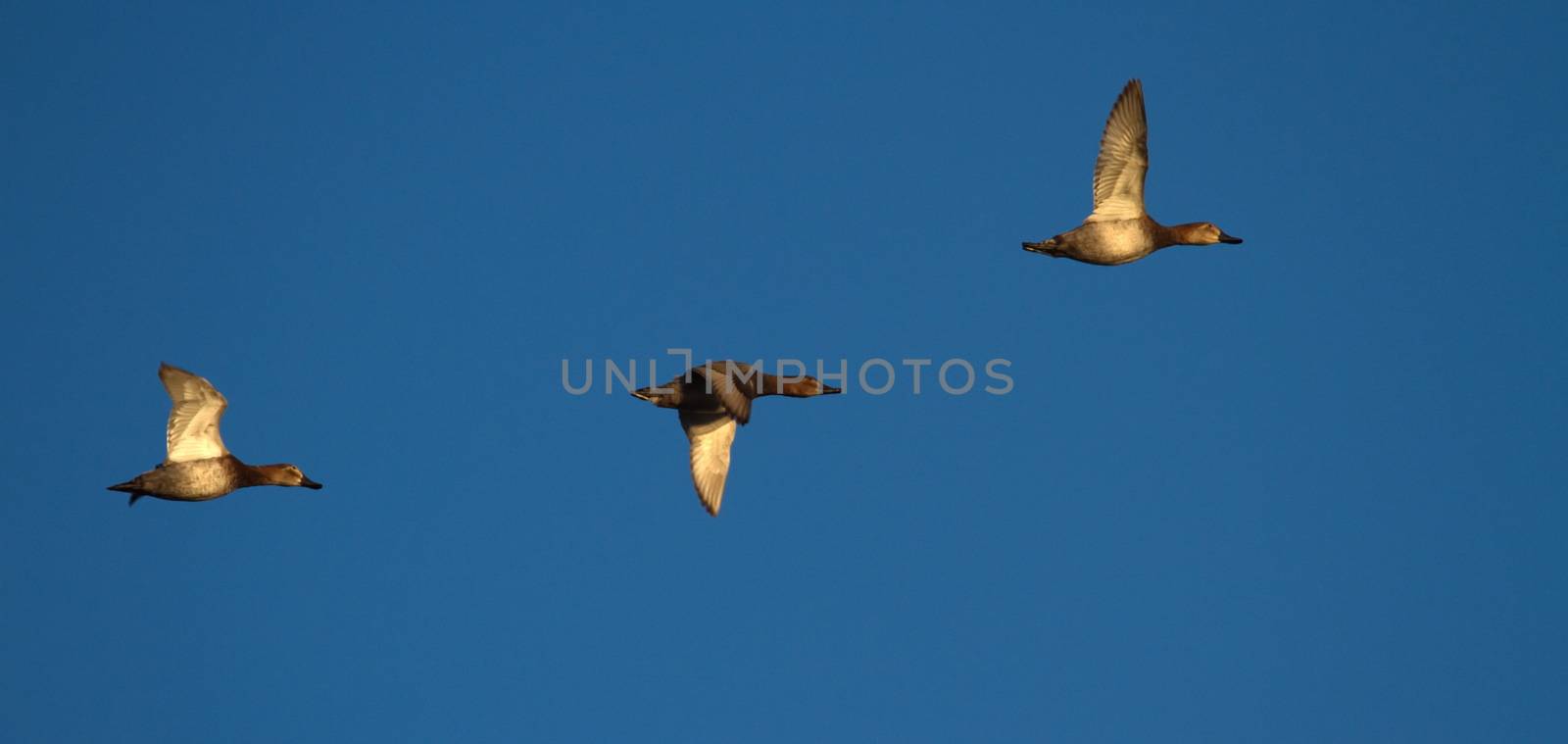 Three pochard ducks flying in deep blue sky by sunset