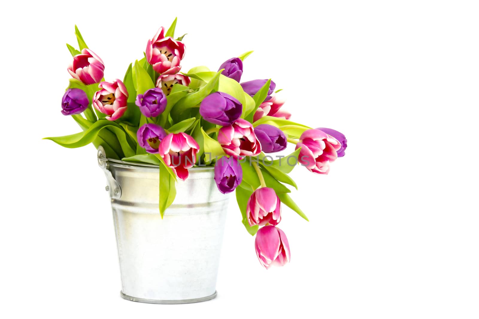 colourful tulips in a bucket