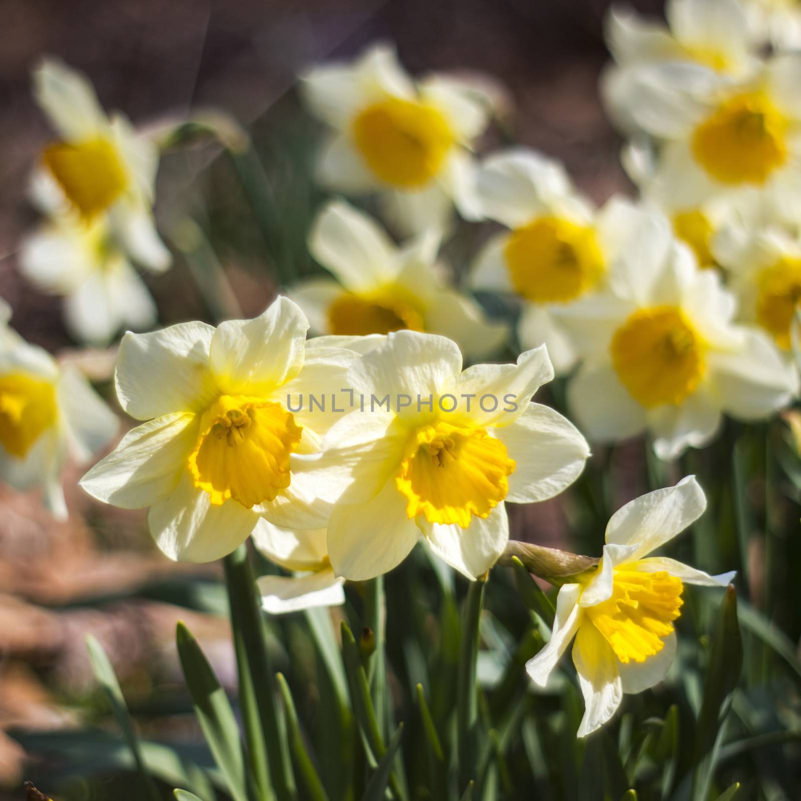 Close up of white daffodils by miradrozdowski