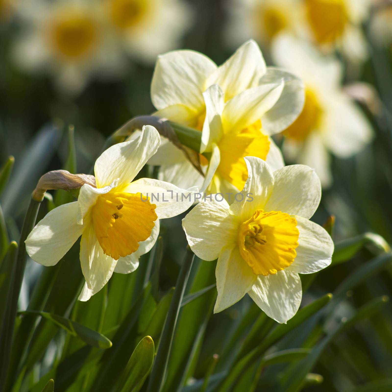 Close up of white daffodils by miradrozdowski