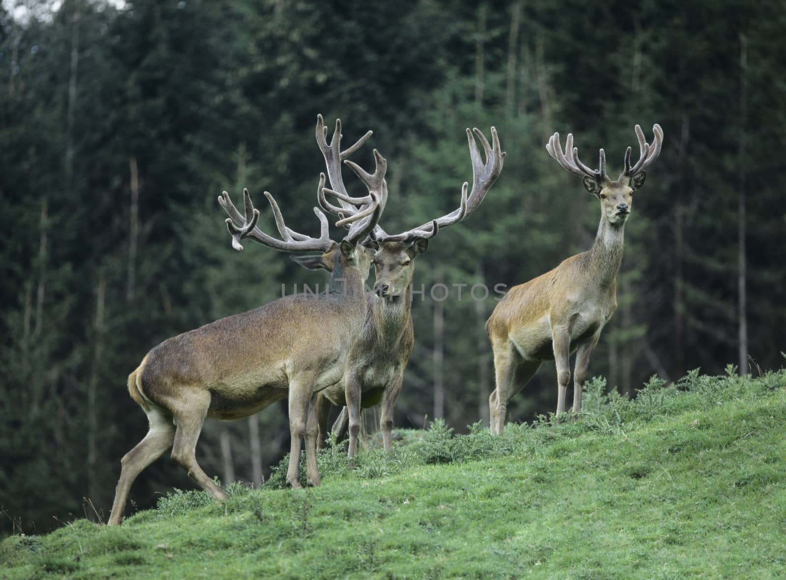 Three red deer stags on slope by trees by moodboard