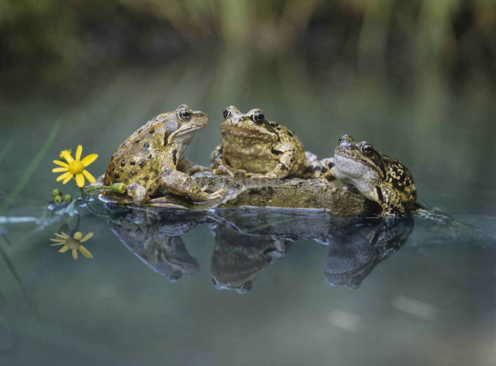 Three frogs sitting on rock by moodboard