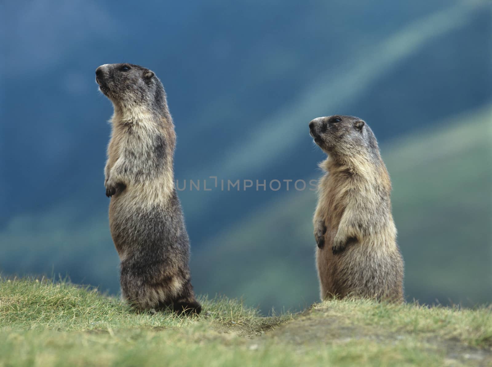 Two Marmots by moodboard