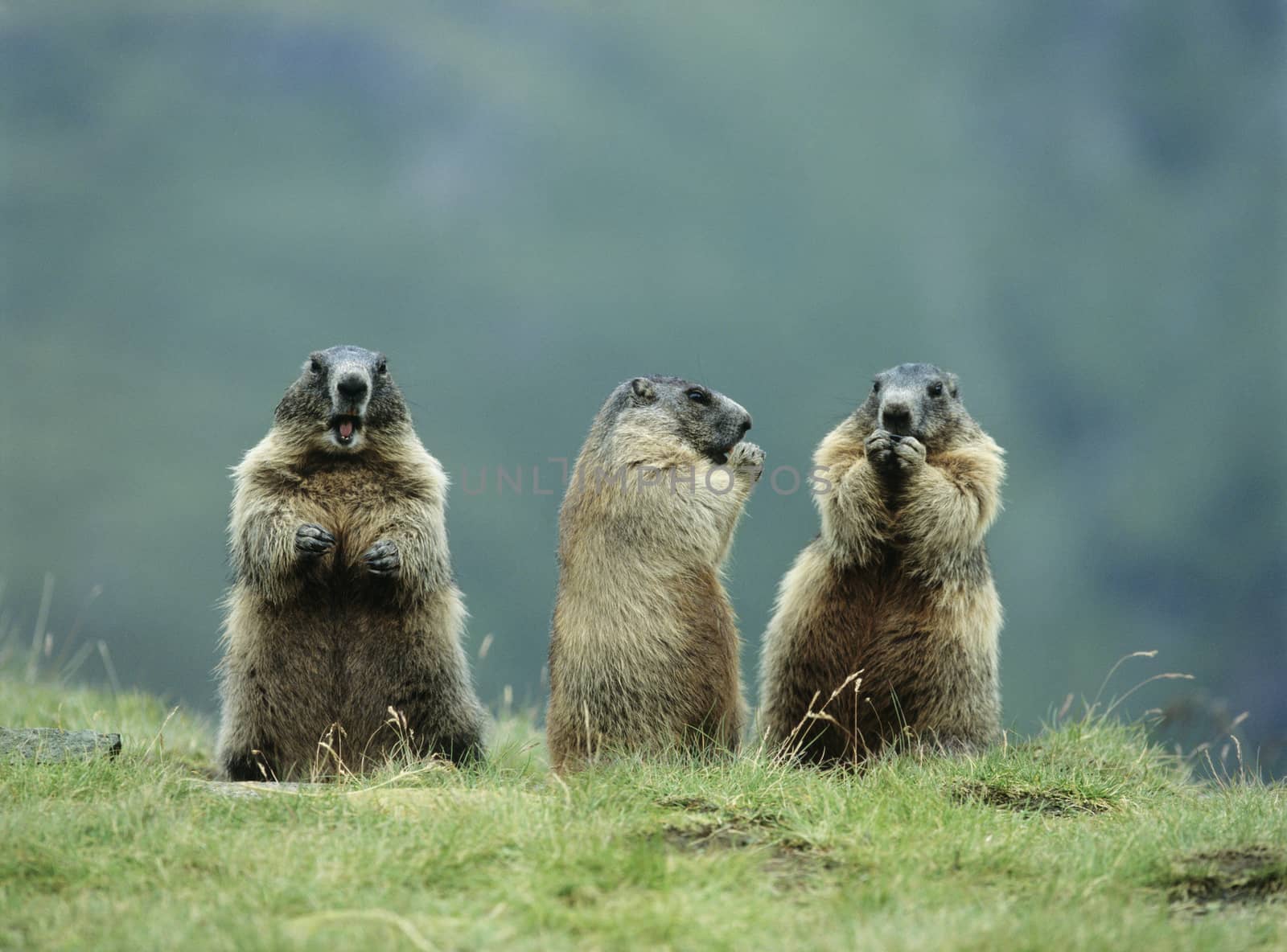 Three Marmots by moodboard
