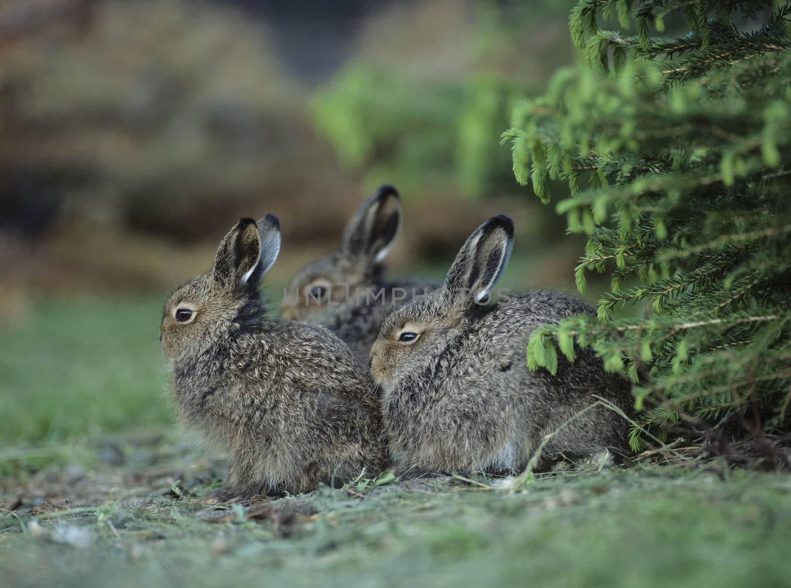 Three young hares sitting by bush by moodboard