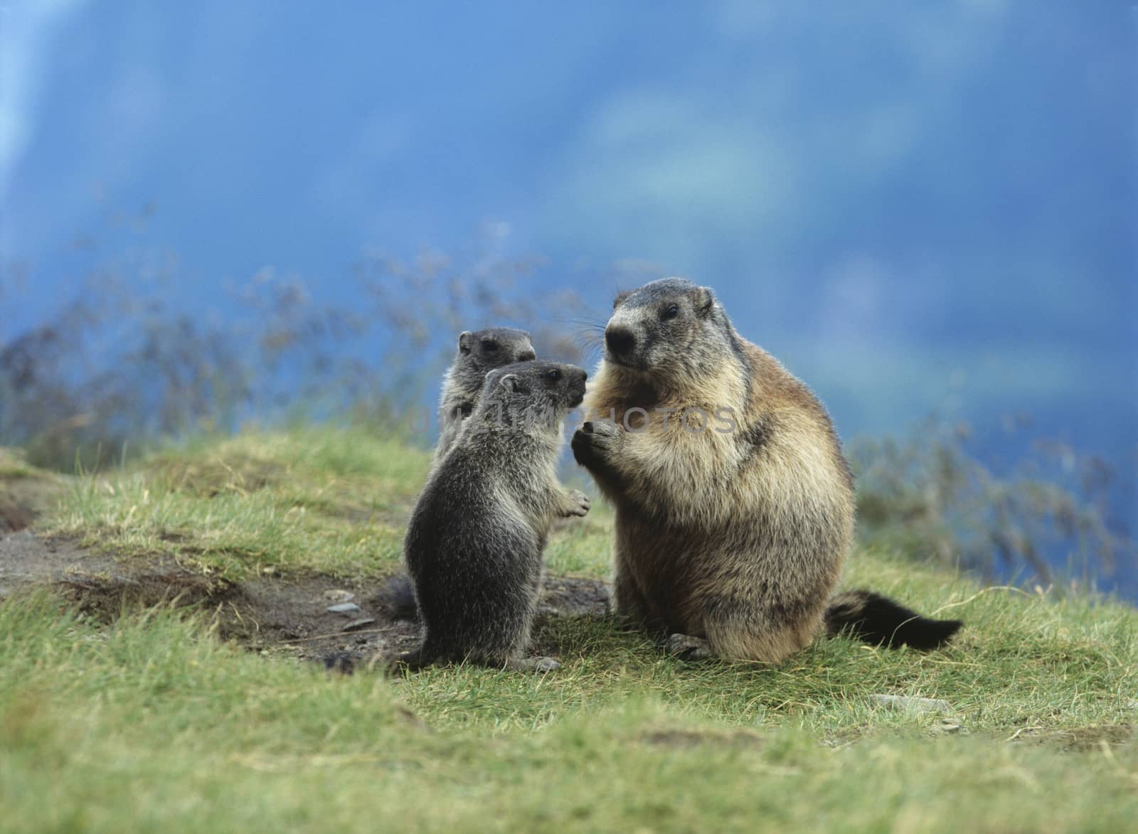 Marmot with young by moodboard