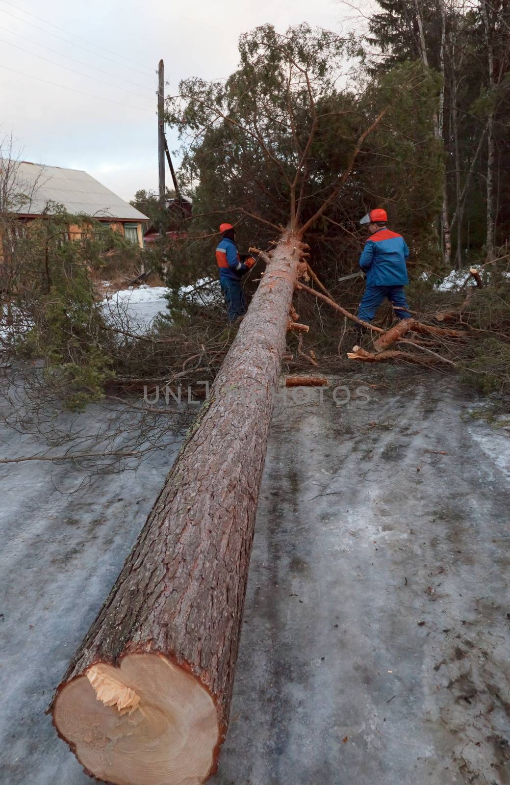 Rescue workers removed the tree from the road after Hurricane.  Winter ice.