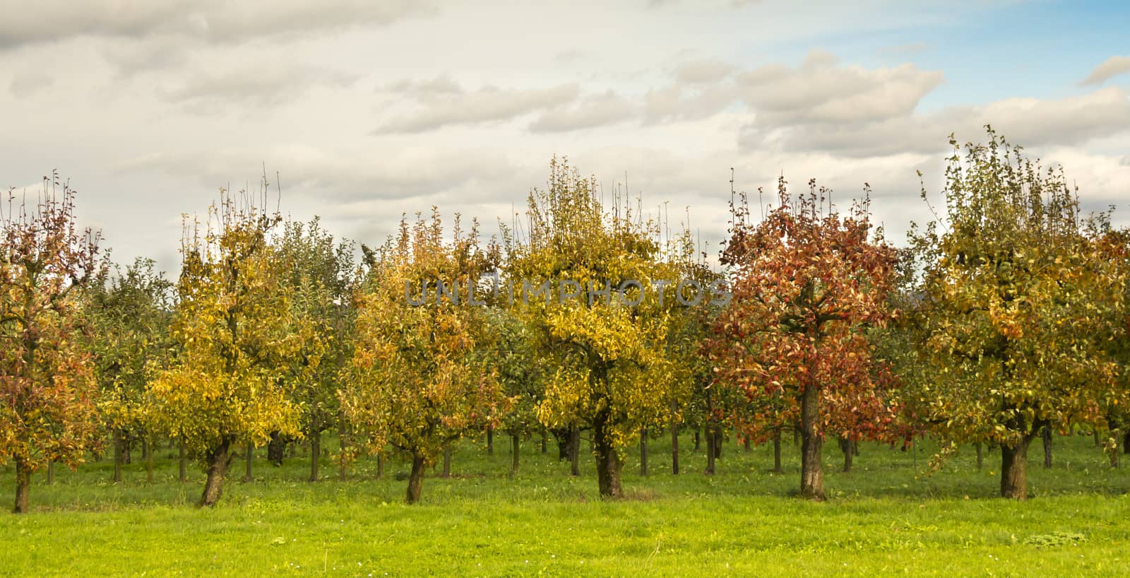 Fruit trees in a line under a dark sky by snowwhite