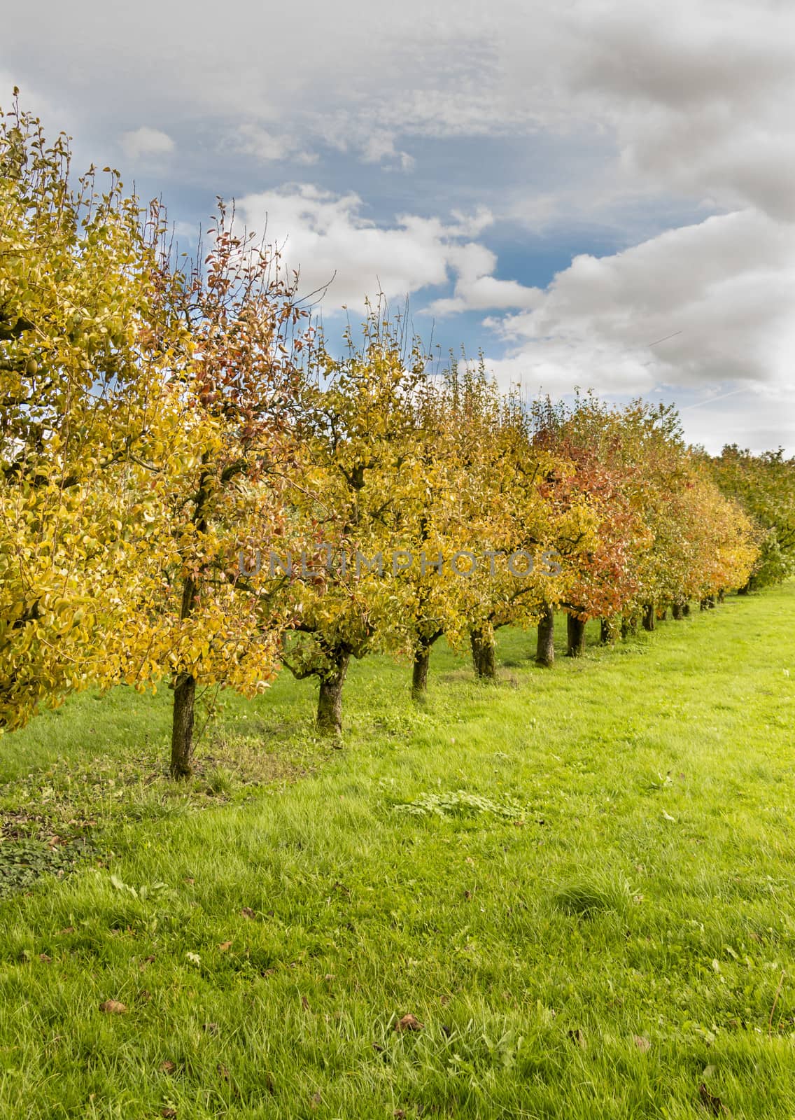 Orchard of fruit trees in autumn by snowwhite