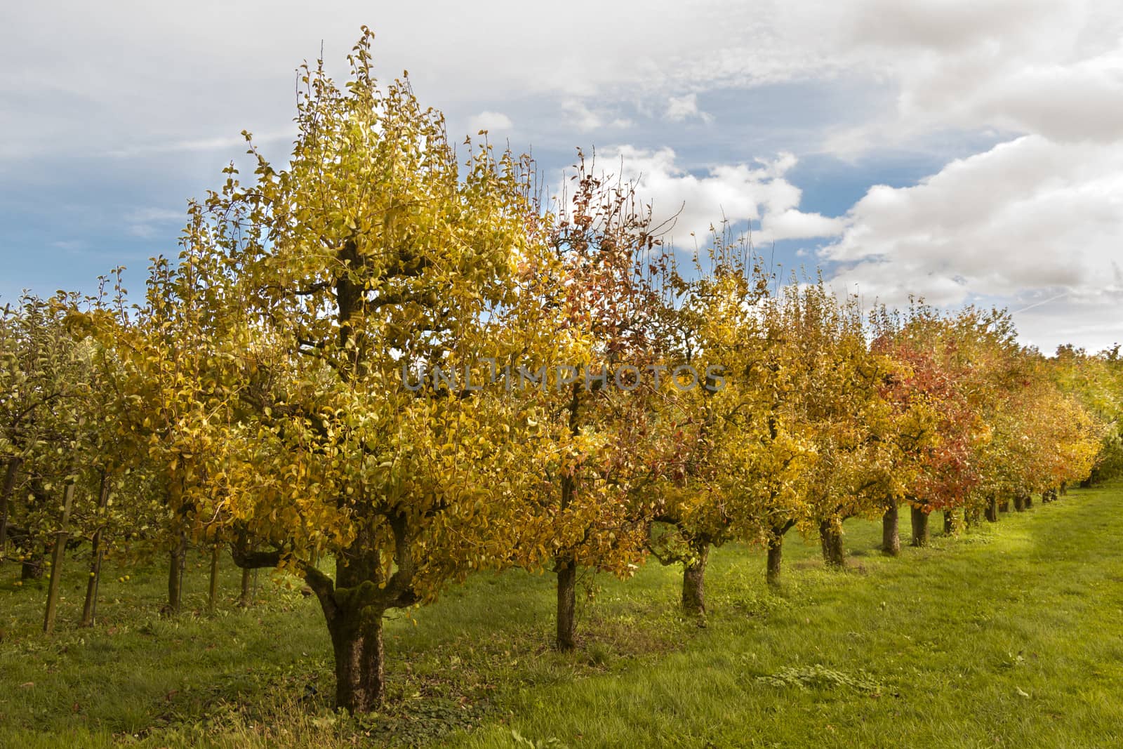 Orchard of fruit trees in a row