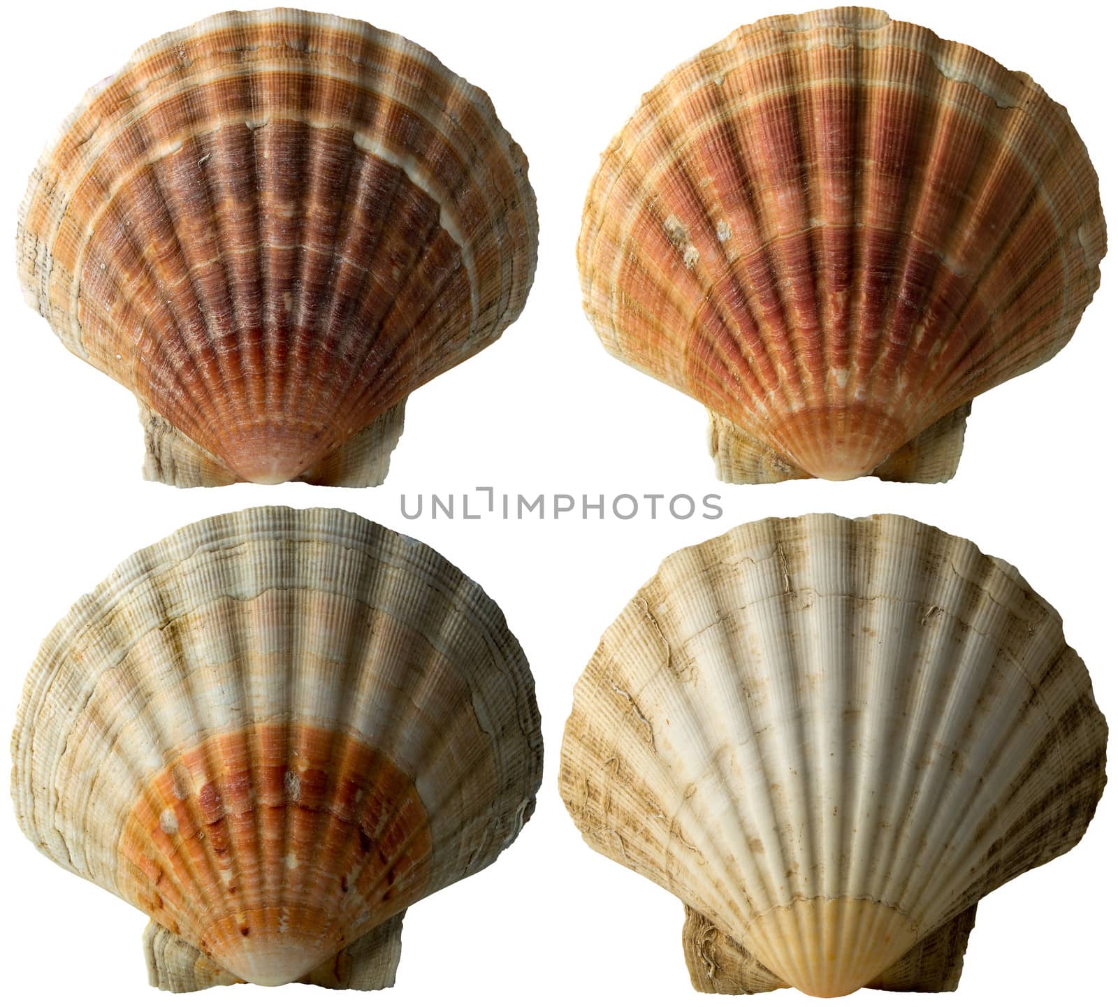 Set of four scallop seashells isolated on white background
