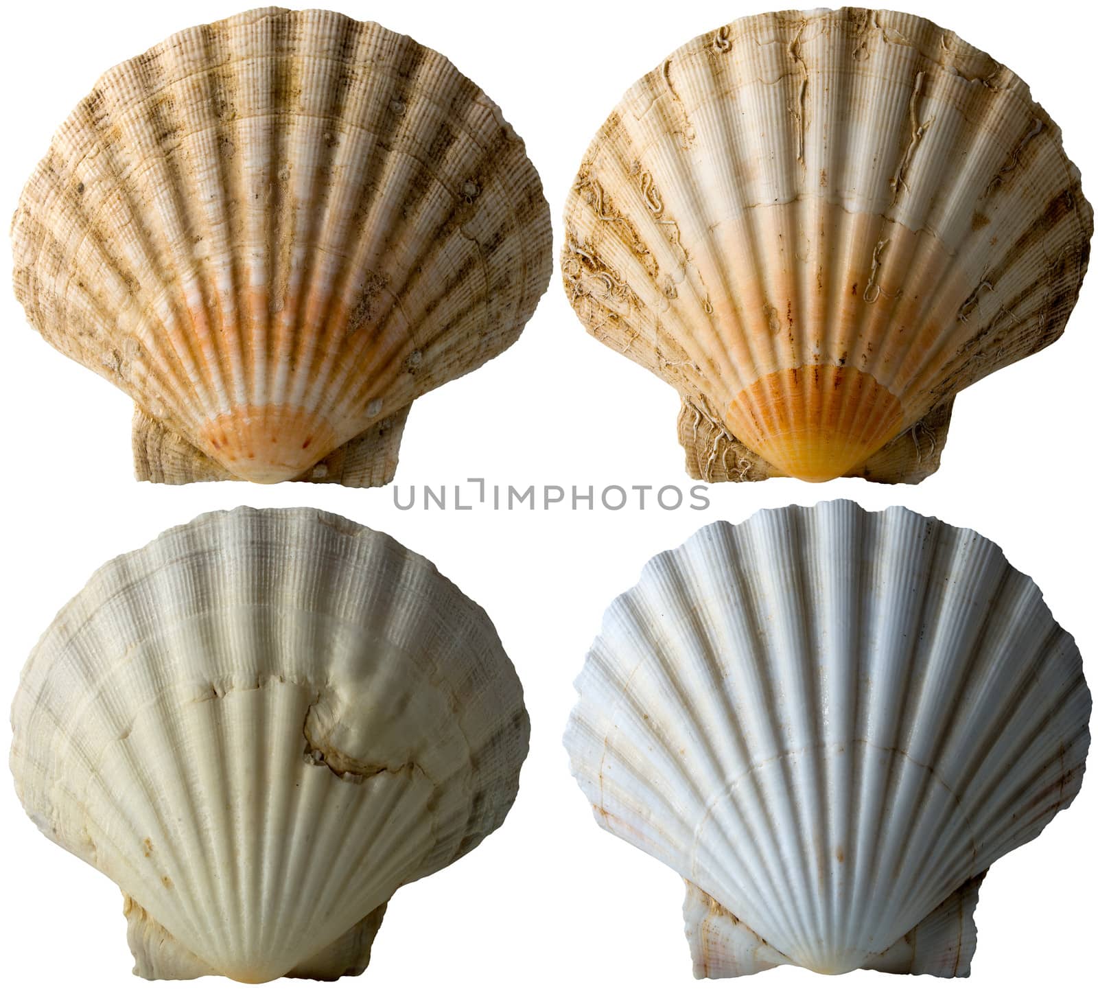 Set of four scallop seashells isolated on white background