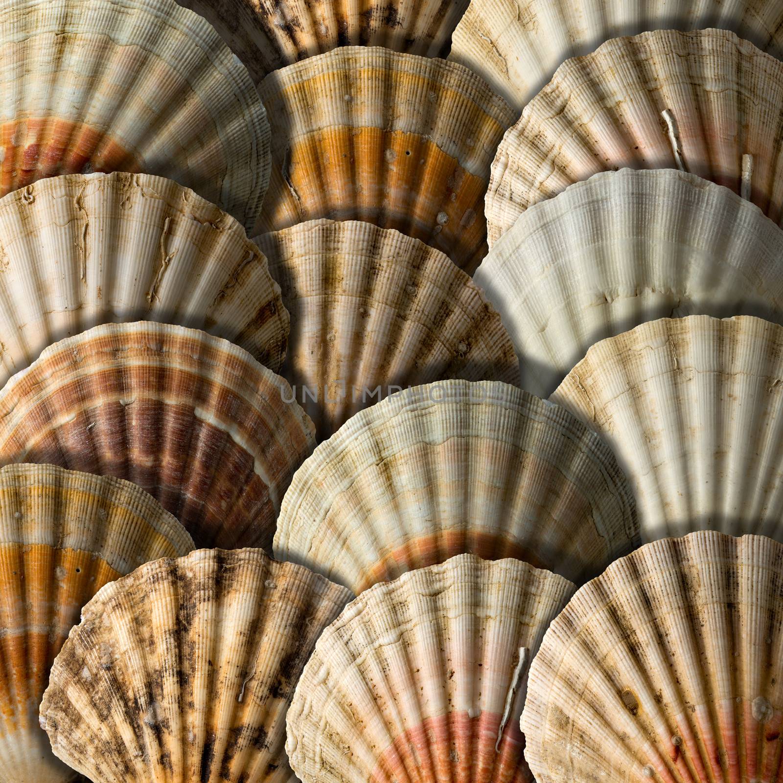 Background with many overlapping scallop shells with shadows