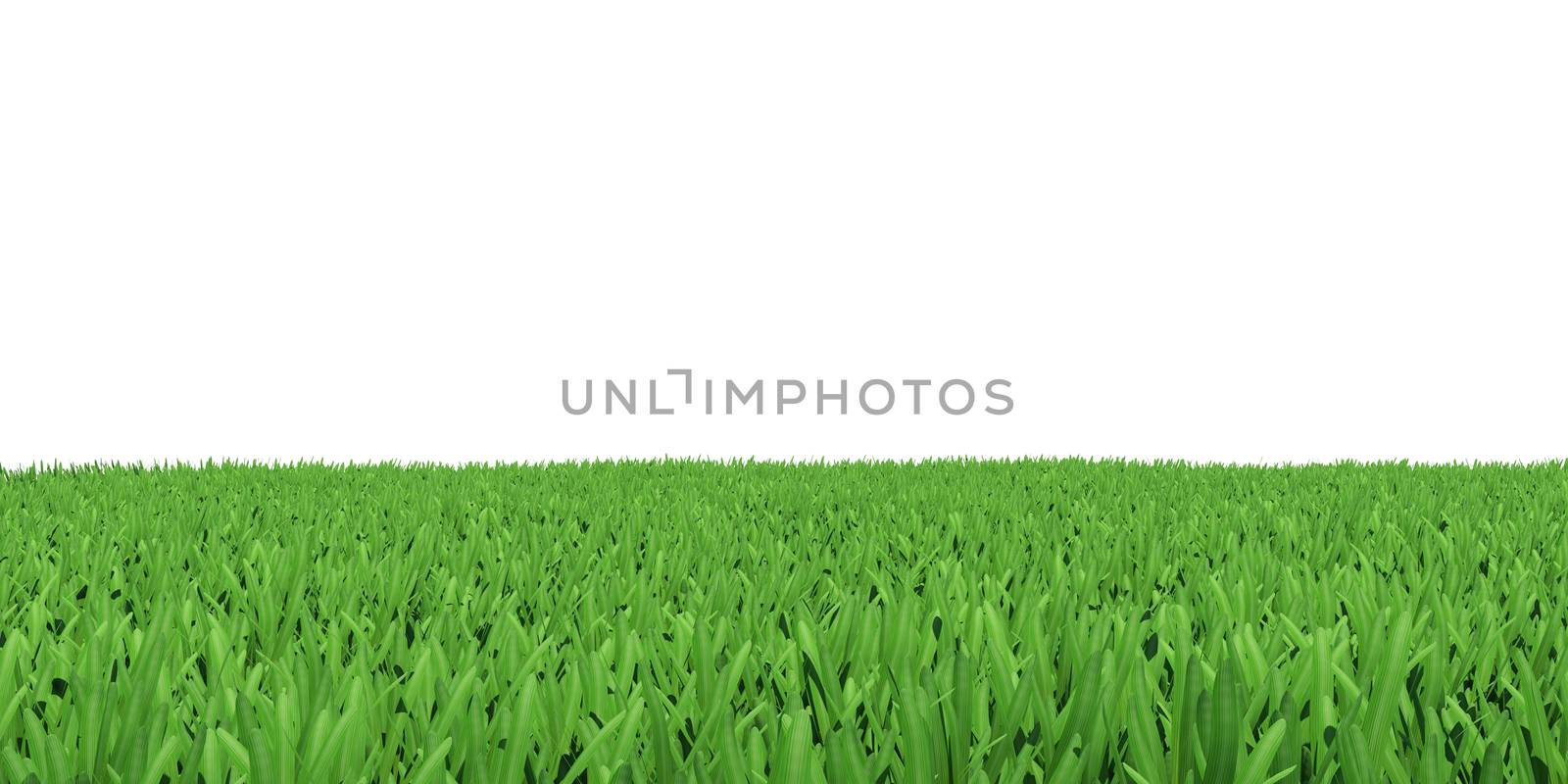 Field of green grass by cherezoff