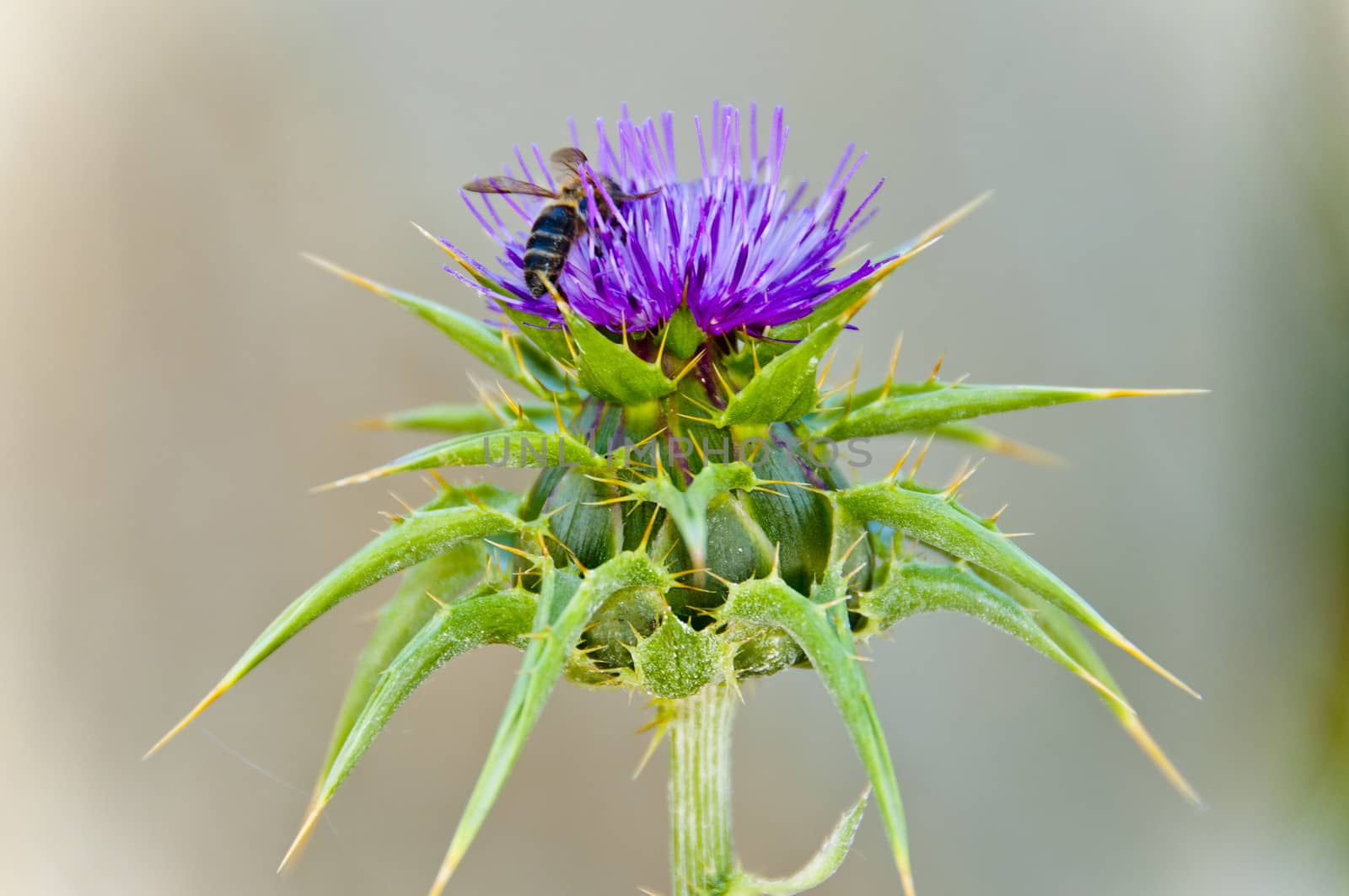 Insect eating pollen from a thistle