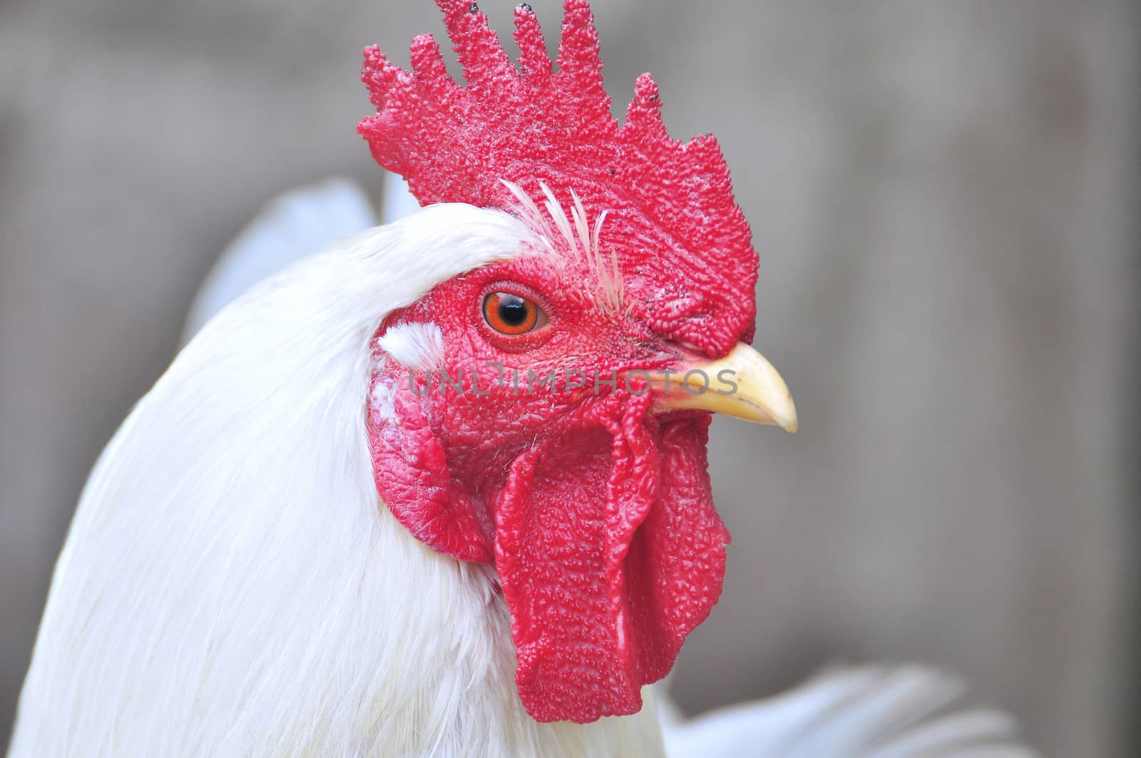 White hen with red-colored head on gray background