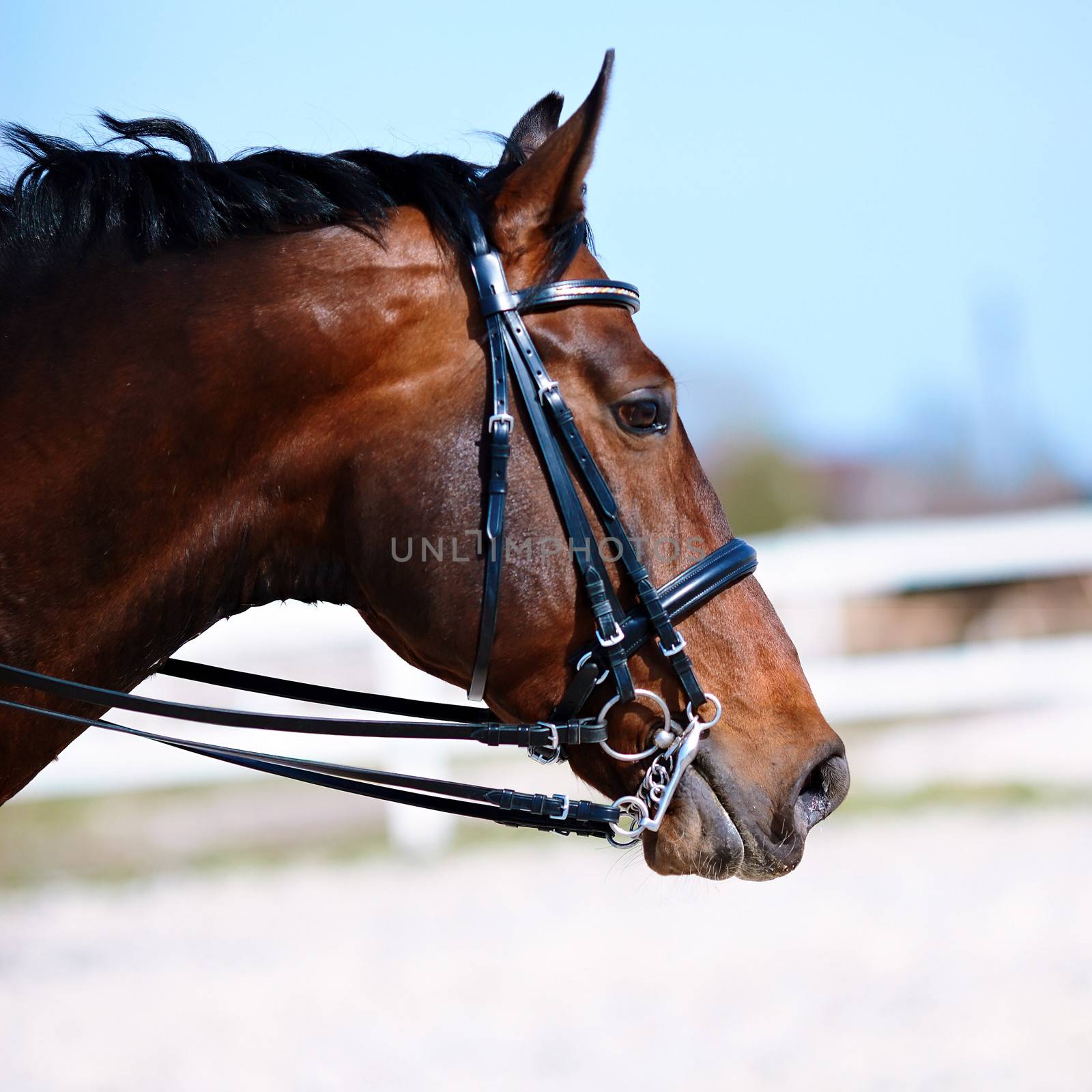 Brown stallion. Portrait of a sports brown horse. Riding on a horse. Thoroughbred horse. Beautiful horse.