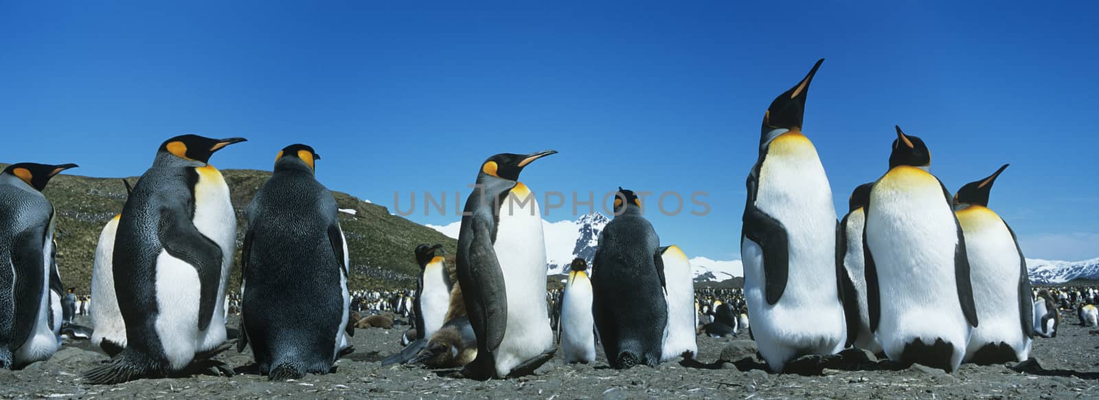 Colony of Penguins by moodboard