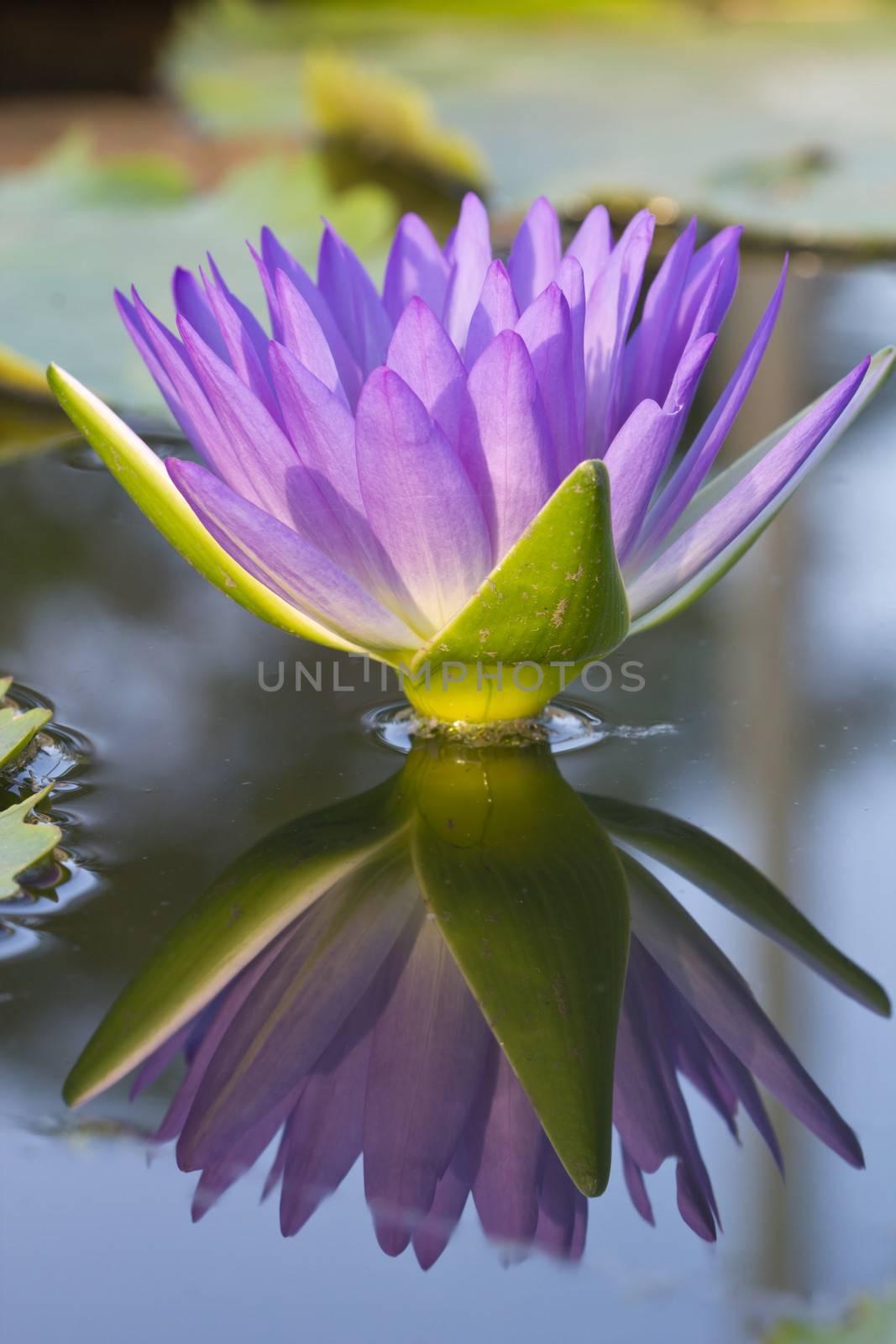 Picture of a pink lotus flower with reflection