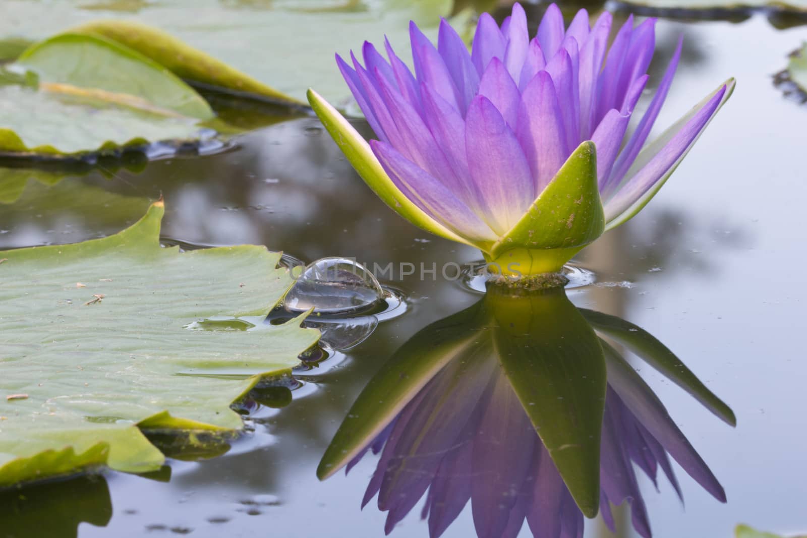 Picture of a pink lotus flower with reflection