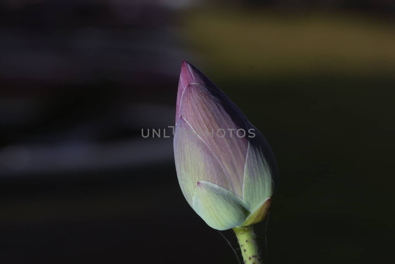 Image of a lotus blossom on a background