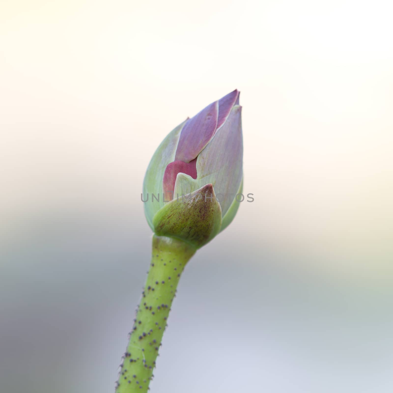 Image of a lotus blossom on a background