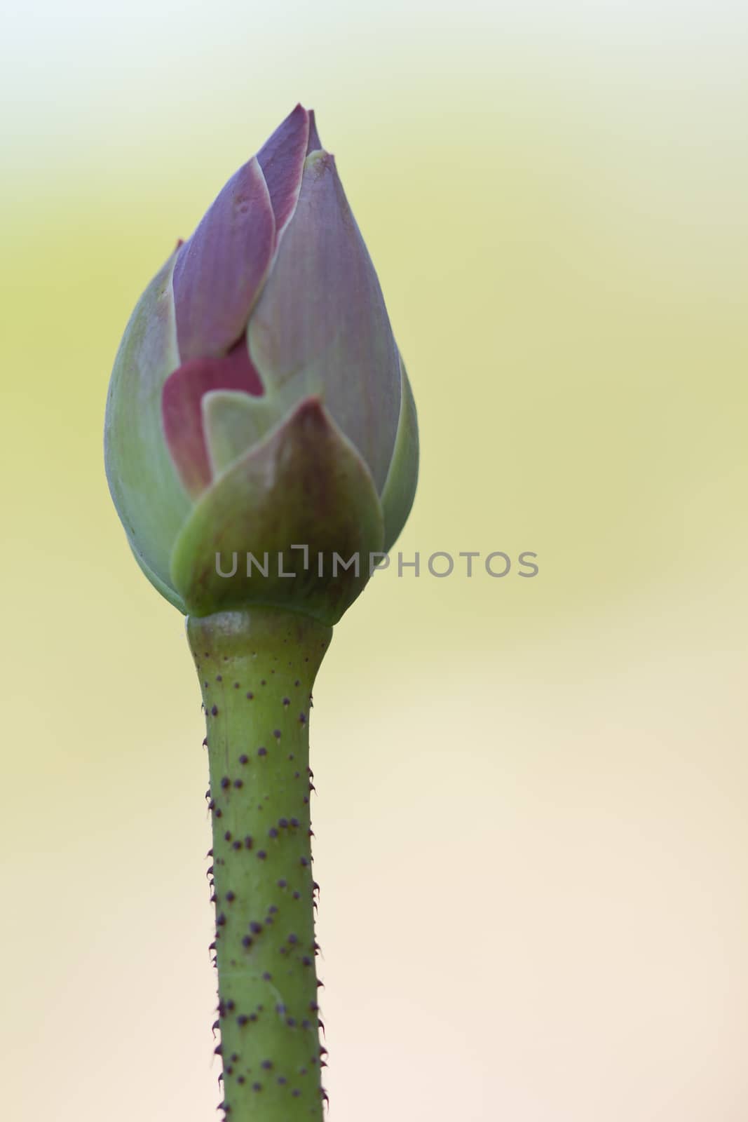 Image of a lotus blossom on a background