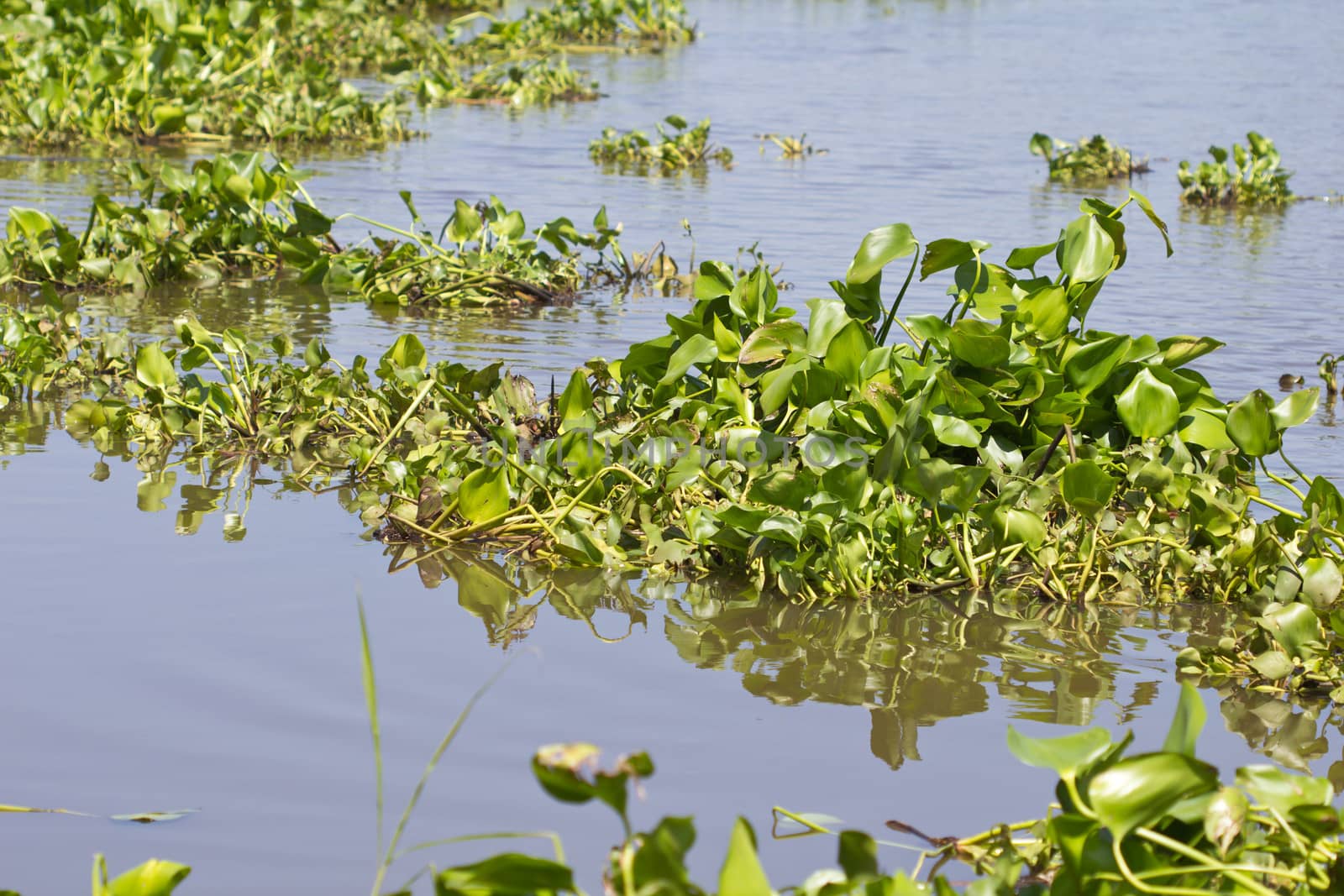 Water hyacinth floating in the river downstream.