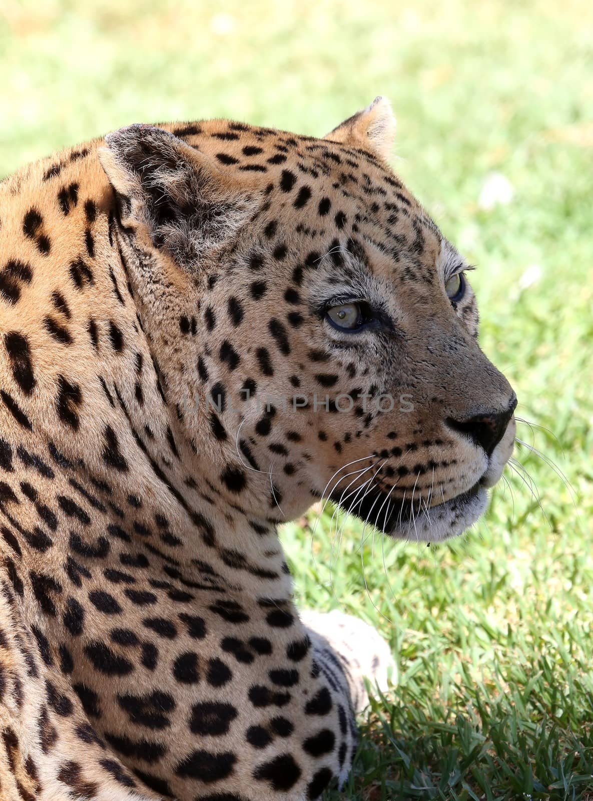 Portrait of a leopard big cat from Africa