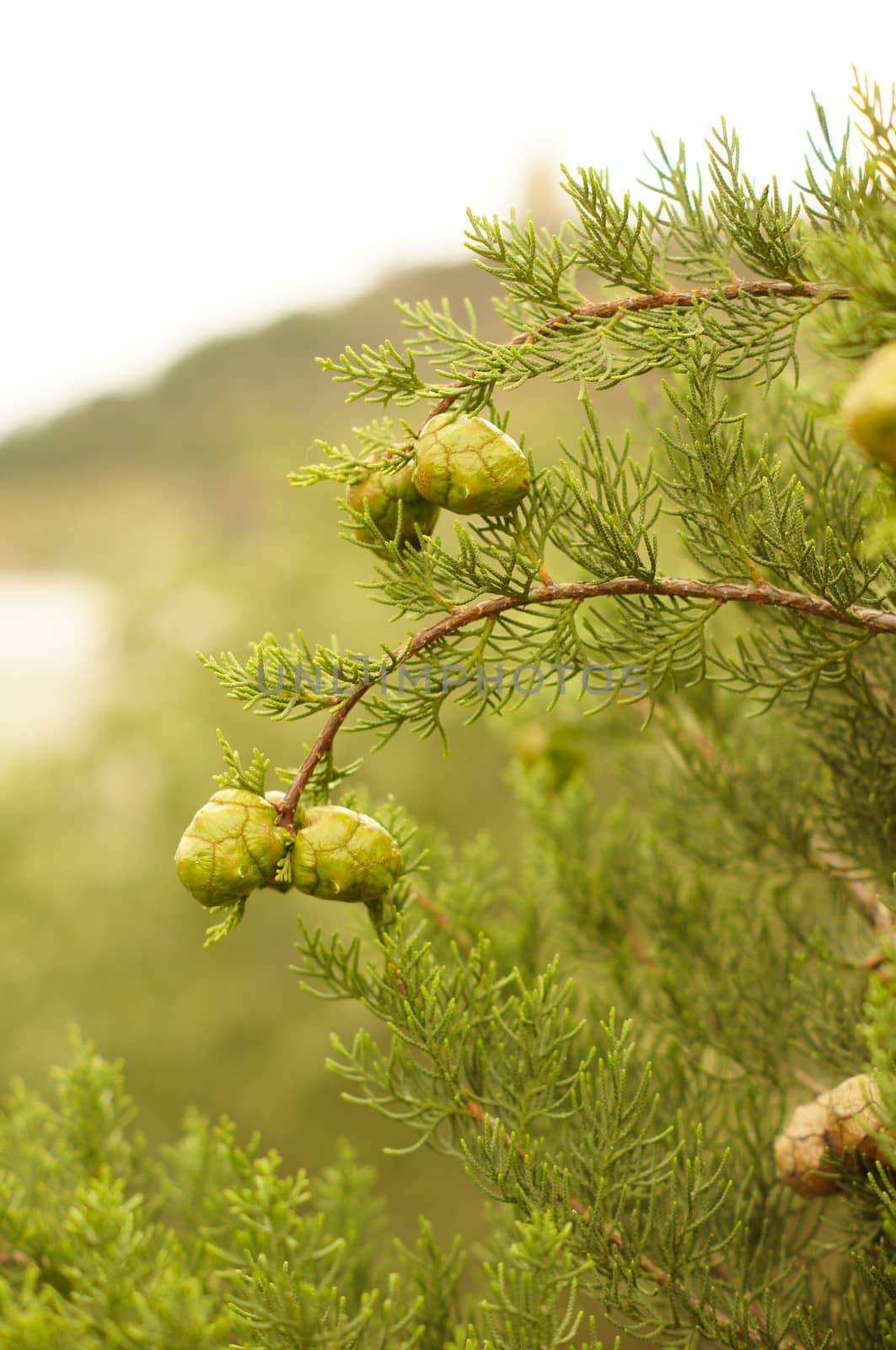 Young branch in spring from European Larch (Larix decidua)