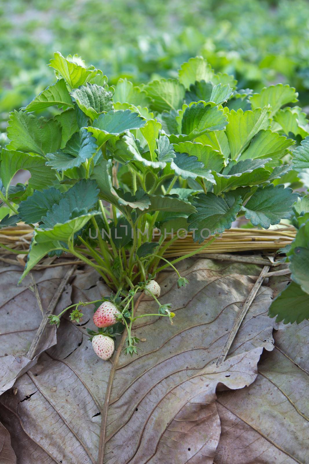 Strawberry and blossom on strawberry plant in strawberry patch.