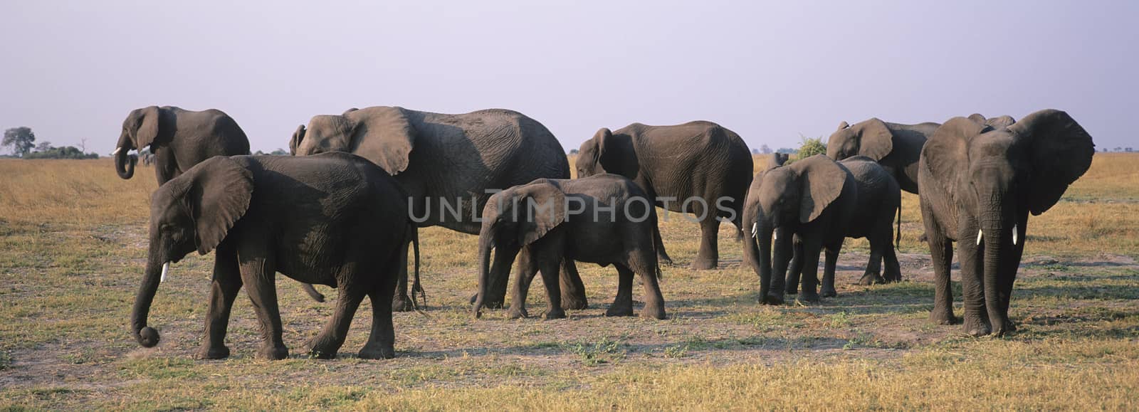 African Elephants (Loxodonta Africana) on savannah by moodboard