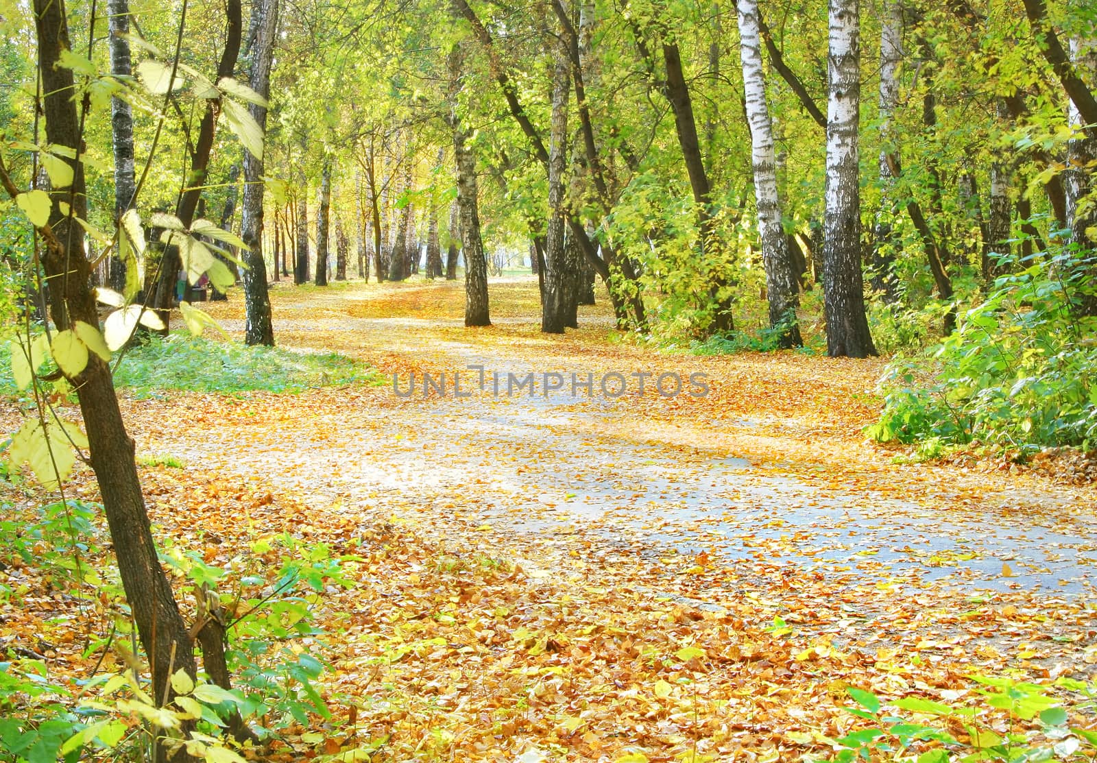 Autumn leaf fall in park.