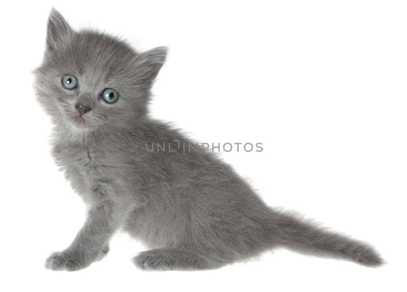 Small kitten on a white background.